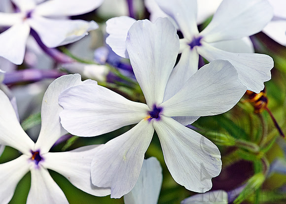 WILD FLOWERS
