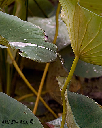 TEAR DROP