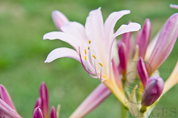 NAKED LADIES