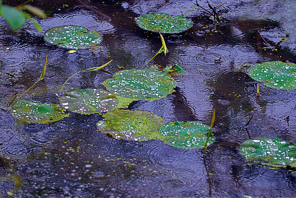 LILLY PADS IN RAIN