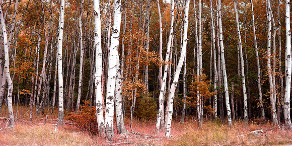 birch pano