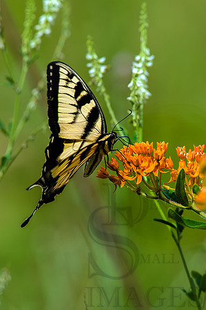 ORANGE MILK WEED