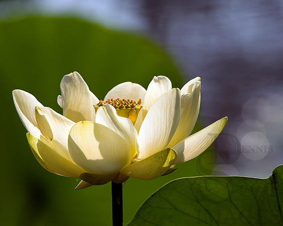 AMERICAN LOTUS AT WILDWOOD LAKE
