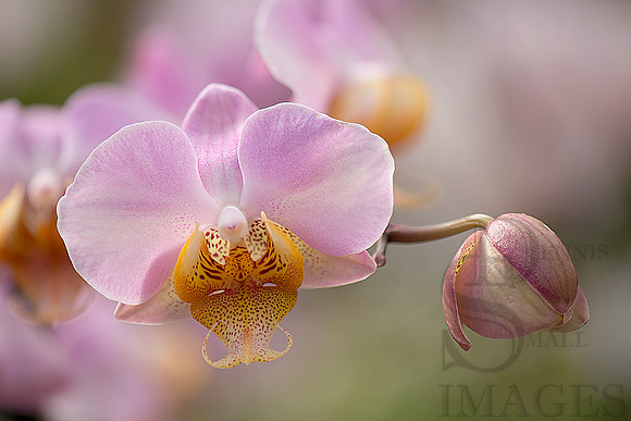 pink yellow orchid