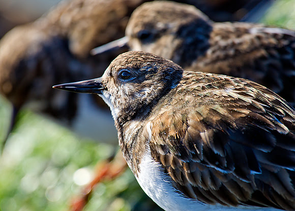 RUDDY TURNSTONES, BARNEGAT,  AS CLOSE AS THE CAMERA WILL FOCUS