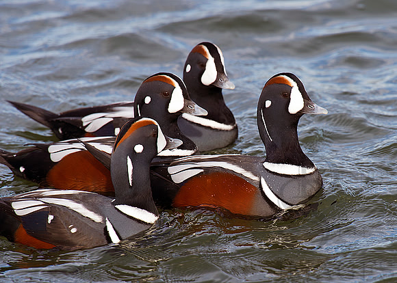 THE BOYS, Harlequins at Barnegat