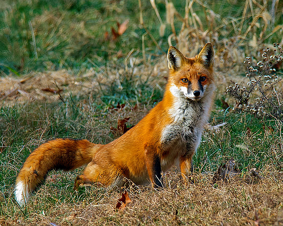 _D3S3034 16x20