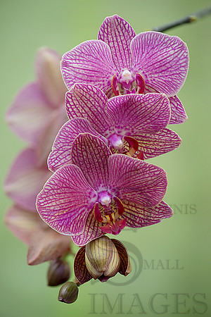 red pod orchid