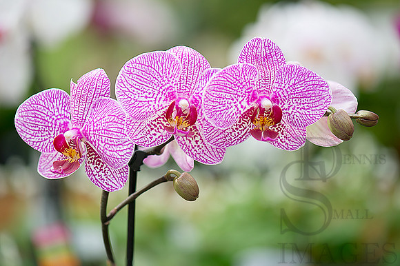 red mottled orchid
