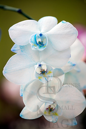 blue orchid