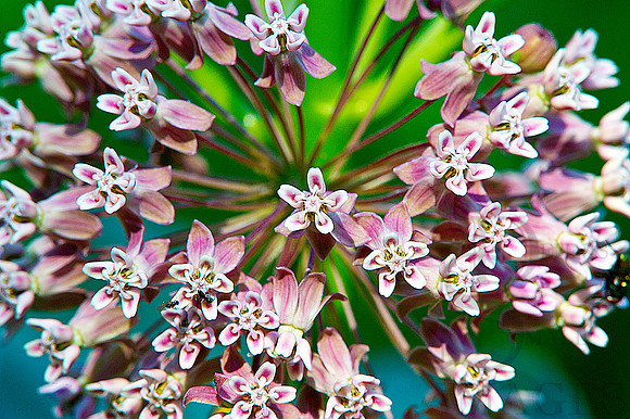 NATURES FIREWORKS