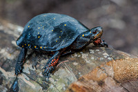 NATURE AND WILDLIFE