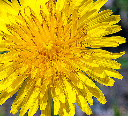 DANDILION