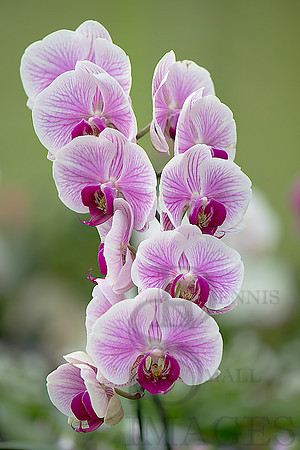 pink red orchid